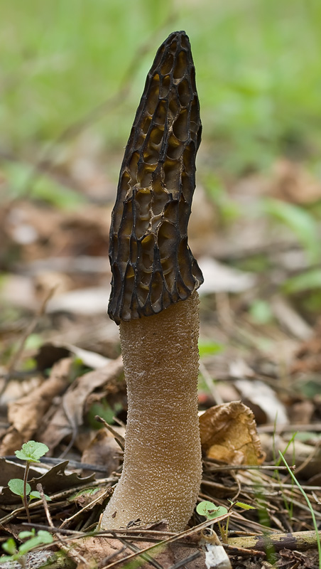 Morchella conica